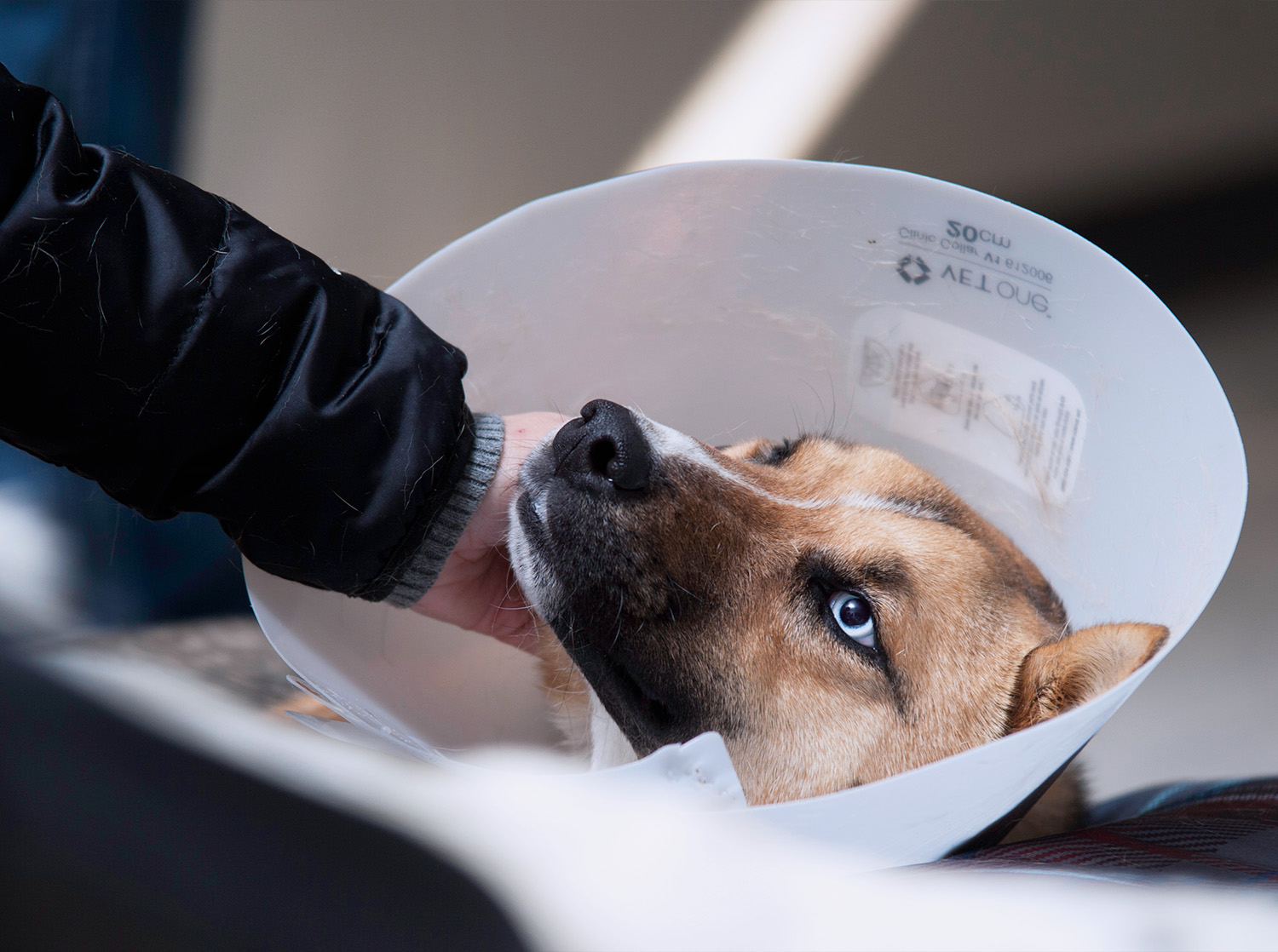 A student pets a dog with a cone