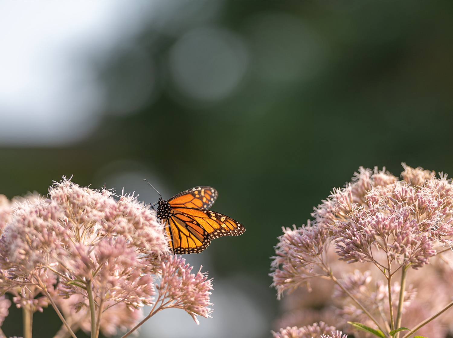 A monarch butterfly sits on top of a flower in a campus flowerbed.