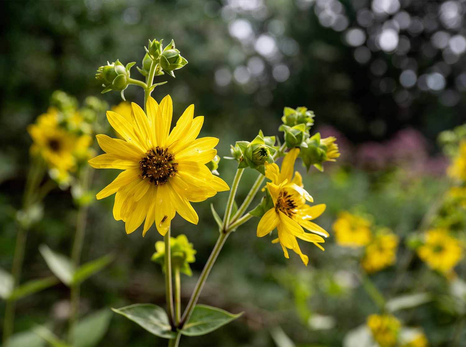 Yellow flowers in front of the University Center