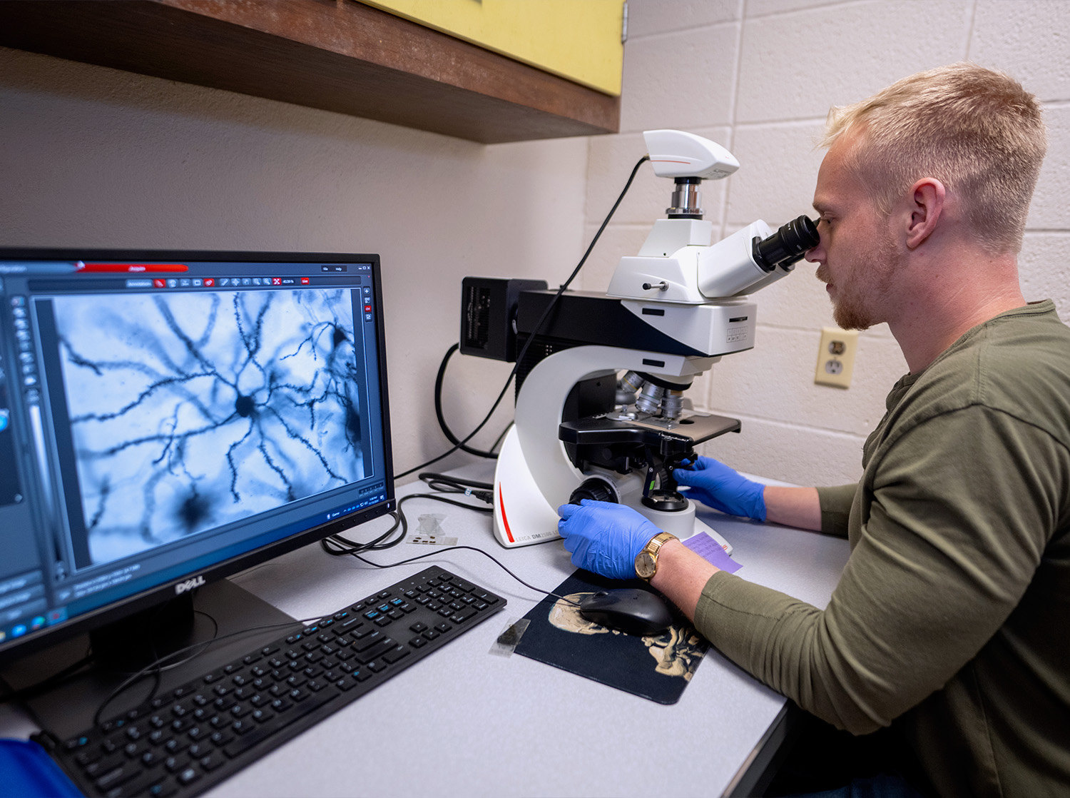 A male student uses a computer monitor and microscope to look at neurons in the human brain