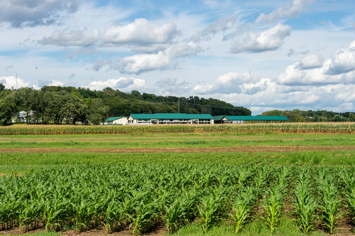 a wide exterior shot of crops at Mann Valley Farm with a barn in the distance