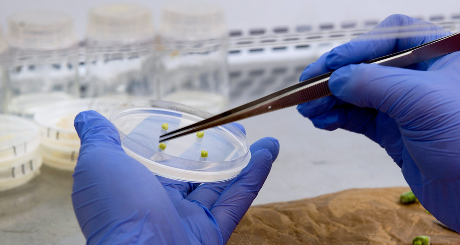 A student uses tweezers to place plant matter into a petri dish