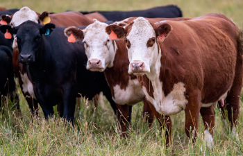 Cows stand in a field eating grass