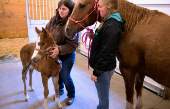 Two students along with a horse and foal stand inside the equine barn in the campus lab farm