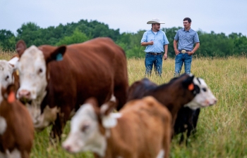 Two professors stand in a field overlooking a crowd of cows