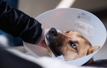 A dog wears a cone and looks up at the person petting it