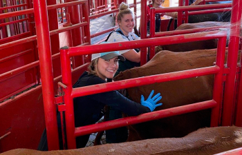 Two female students are in the corals inspecting cows at the campus farm