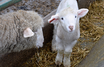 A baby sheep and its mother