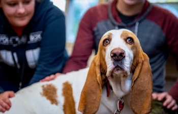 A therapy dog looks up at the camera