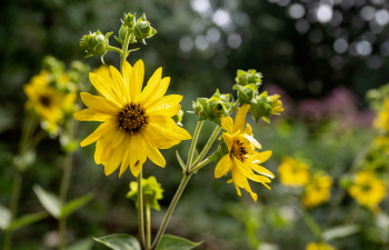 Yellow flowers in front of the University Center