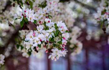 A close up of flowers in front of South Hall